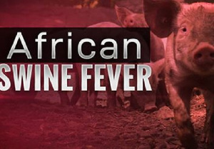 Togo reports an outbreak of African swine fever