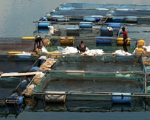 Asuogyaman gets fish processing factory