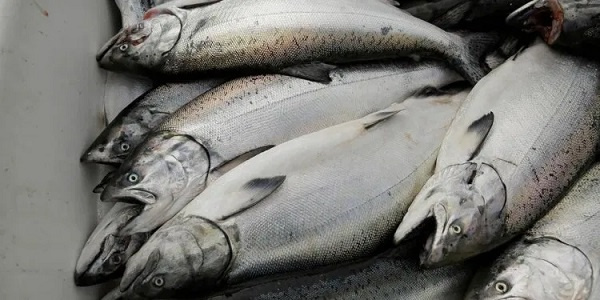 Coronavirus to severely hit global shrimp and salmon production
