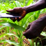 Is Technological innovation in Agriculture enough to secure food security in Ghana?