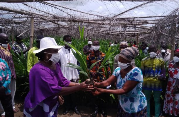 Suhum: Government supports farmers with 50,000 palm seedlings