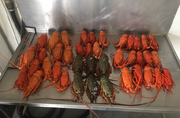 Ghana earns almost US$2m from exports of Rock Lobsters in 2019