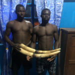 Two elephant tusks sellers arrested at Damongo in the Savannah Region