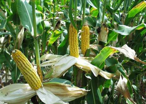 CSIR produce immune boosting maize varieties