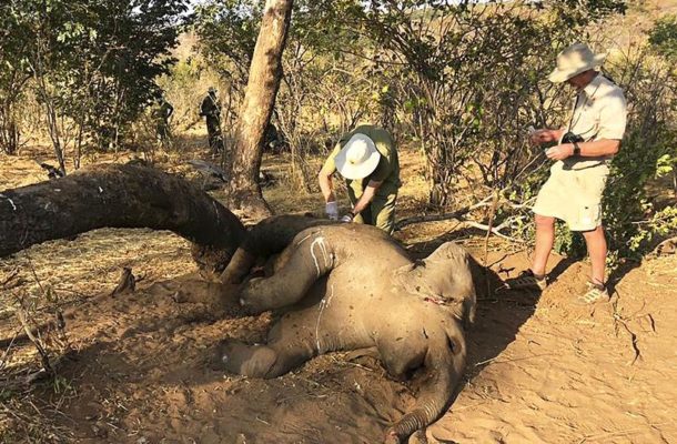Zimbabwe: Mysterious Elephants Death Toll Rises to 22