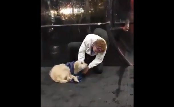 Passerby Showers Lost Pup with Unconditional Love - Video
