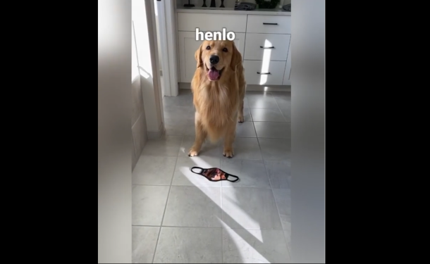 Adorable Golden Retriever Puzzled by Strange Mask