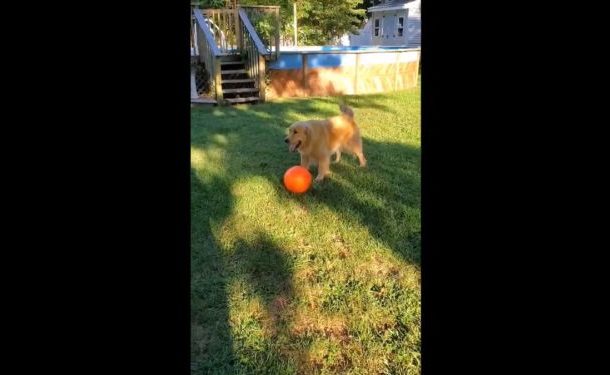 Goofball Playing Football: Adorable Golden Retriever Wants to Become Next Messi