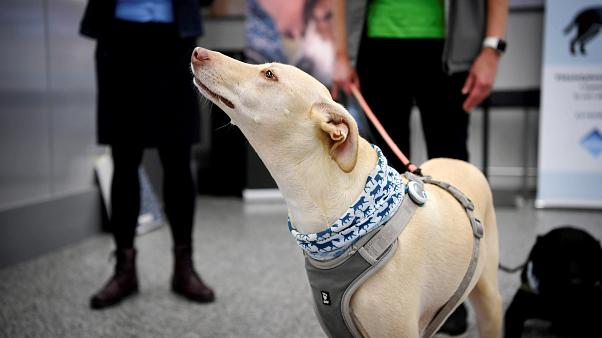 'Corona dogs' deployed at Helsinki airport to sniff out COVID-19