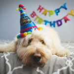 This is how you can celebrate your dog's birthday at home