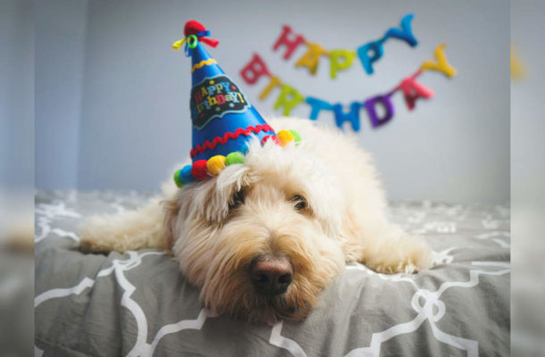 This is how you can celebrate your dog's birthday at home