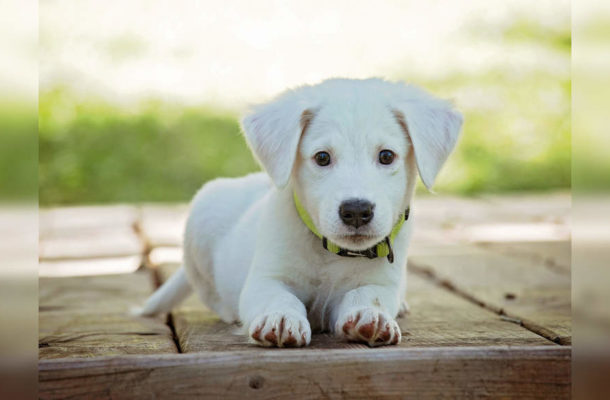 Ways to train your new puppy at home