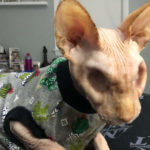 The eyeless and hairless cat has become an Internet sensation!