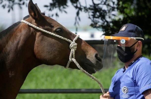 Costa Rica researchers turn to horses for coronavirus treatment
