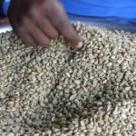 DRC: A coffee entrepreneur's success
