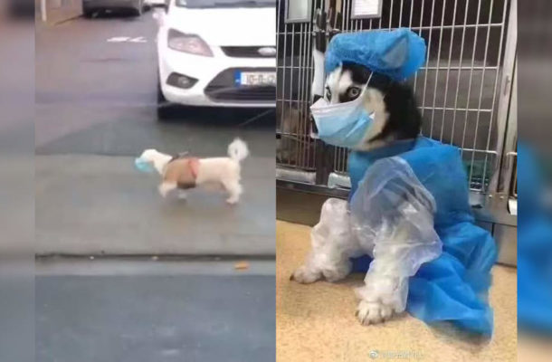 Viral video: A dog wearing a mask for daily walks has left netizens in splits