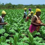 IFC launches integrated push to tackle agric bottlenecks and expand digital connectivity