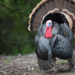 Man in trouble for having sex with a Turkey