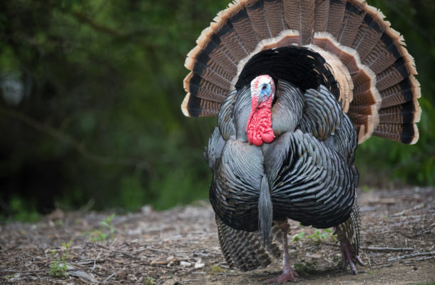 Man in trouble for having sex with a Turkey