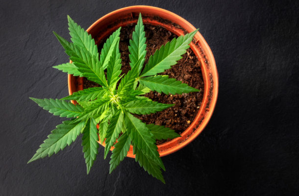Cannabis plant can reduce COVID-19 complications - Study claims