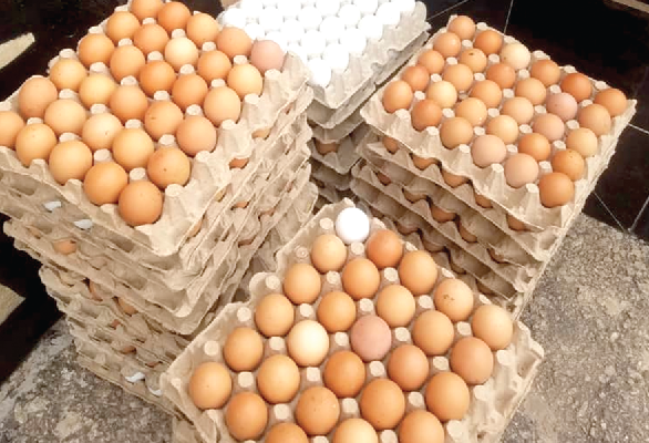 Egg prices must go down as feed costs fall – Poultry Farmers VP