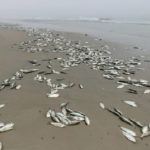 Mass fish deaths at Osu Castle beach: What we know so far