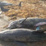 Over 60 dolphins, large fish wash ashore dead in Axim and Osu in 2 days