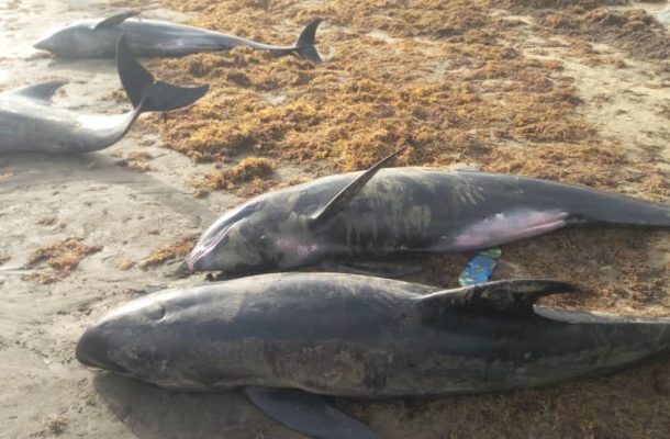 Over 60 dolphins, large fish wash ashore dead in Axim and Osu in 2 days