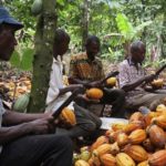 Cocoa farmers endorse COCOBOD pay cuts as Board tackles liquidity crisis