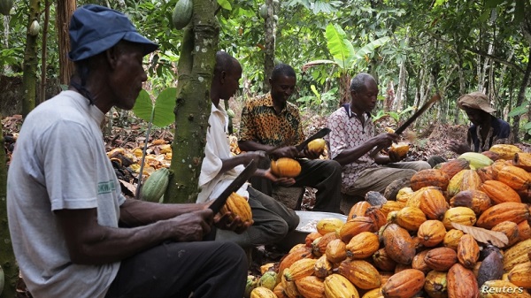 Cocoa farmers endorse COCOBOD pay cuts as Board tackles liquidity crisis