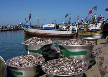 Fishermen demand investigations into cause of fish deaths along coastline
