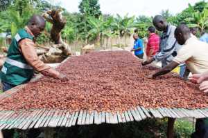 Cocoa farmers threaten nationwide protests over delayed payments