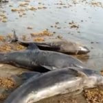 Mass fish deaths off Ghana coast due to low oxygen concentration – UG report