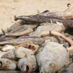 FDA retrieves some washed-ashore fish from the market