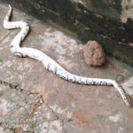 Fear grips Breman Asikuma residents as python is found in room