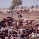 Cattle invade Wanpu dam in Bimbilla
