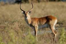 Woman attacked by wild Antelope succumbs to death