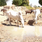 Cattle invade Wanpu Dam in Bimbilla