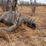 North East: Police search for persons who attacked, killed elephant in Wungu