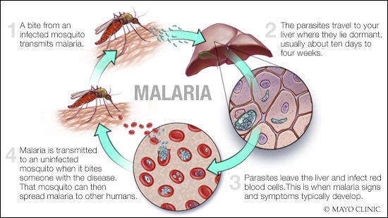 Malaria fight needs better commitment— Novartis