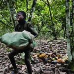 No ban on Ghana Cocoa over Child Labour claims — EU