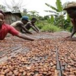 Cocobod should eye US$5bn from Inter Cropping Cocoa Sector