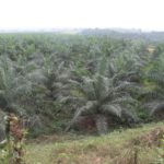 Solidaridad to use oil palm to help reclaim degraded mine sites in Ghana