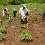 Fertilizer smuggling seriously affecting rice production in northern Ghana – Peasant Farmers