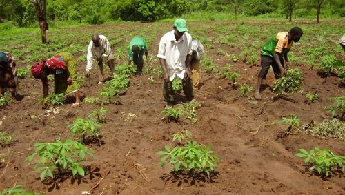 Fertilizer smuggling seriously affecting rice production in northern Ghana – Peasant Farmers