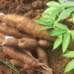 GAEC secures funding from IAEA to develop disease-tolerant cassava