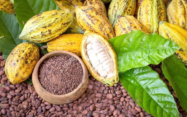 No ban on Ghana cocoa over child labour claims — EU