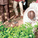 Ya-Na pledges support  for tree planting exercise