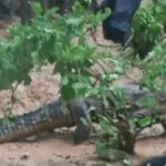 Fumso residents live in fear as strange crocodiles invade community