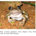 Another new Frog Species “Conraua Sagyimase” to Science discovered in Atewa Range Forest Reserve